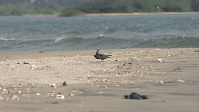 Lesser Noddy - ML621242688