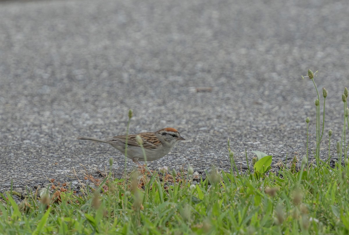 Chipping Sparrow - ML621242717