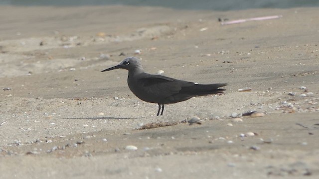 Lesser Noddy - ML621242720