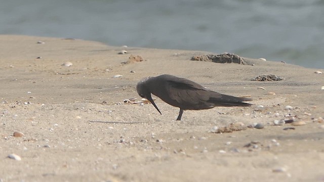 Lesser Noddy - ML621242732