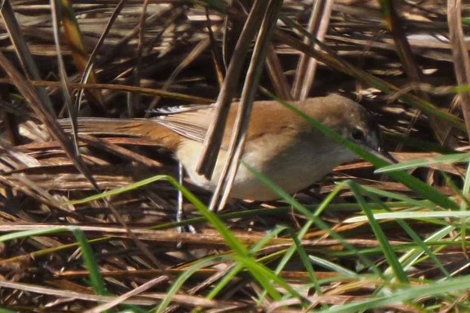 Common Reed Warbler - ML621242733