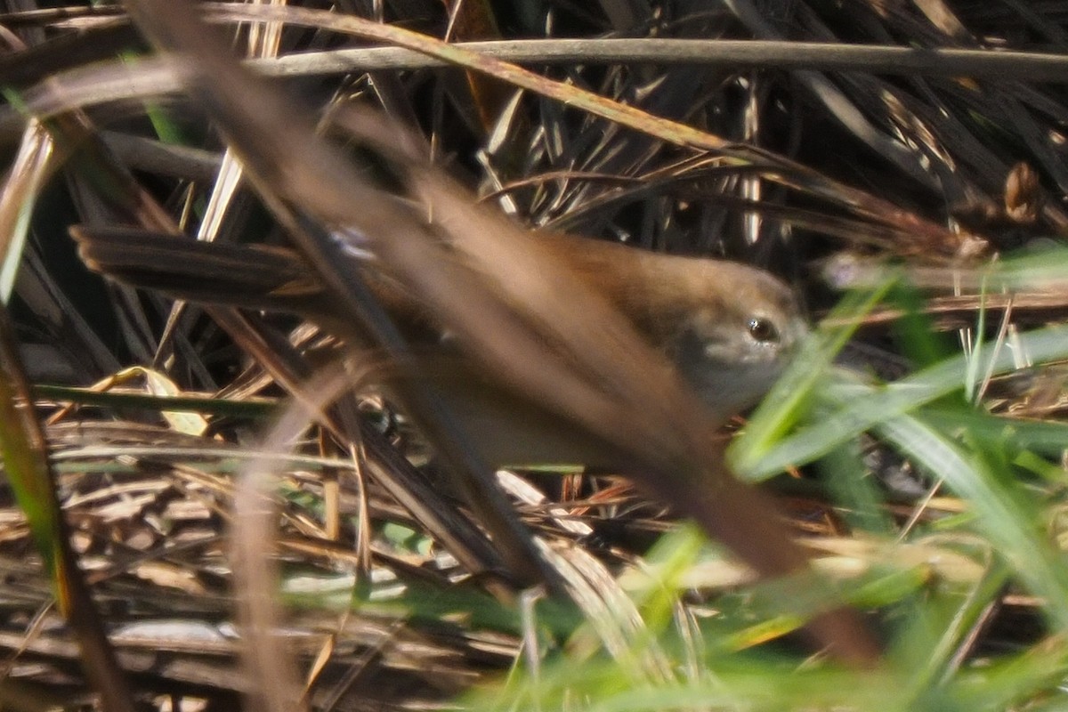 Common Reed Warbler - ML621242734
