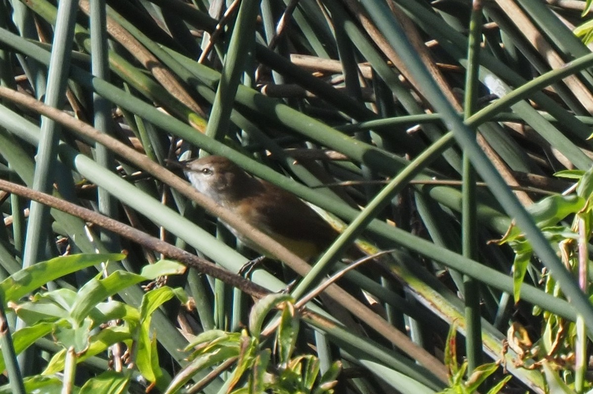 Common Reed Warbler - ML621242736