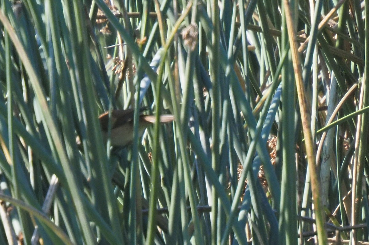 Common Reed Warbler - ML621242737