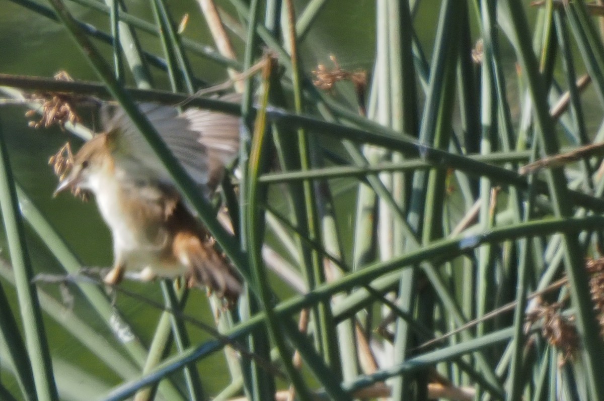 Common Reed Warbler - ML621242738