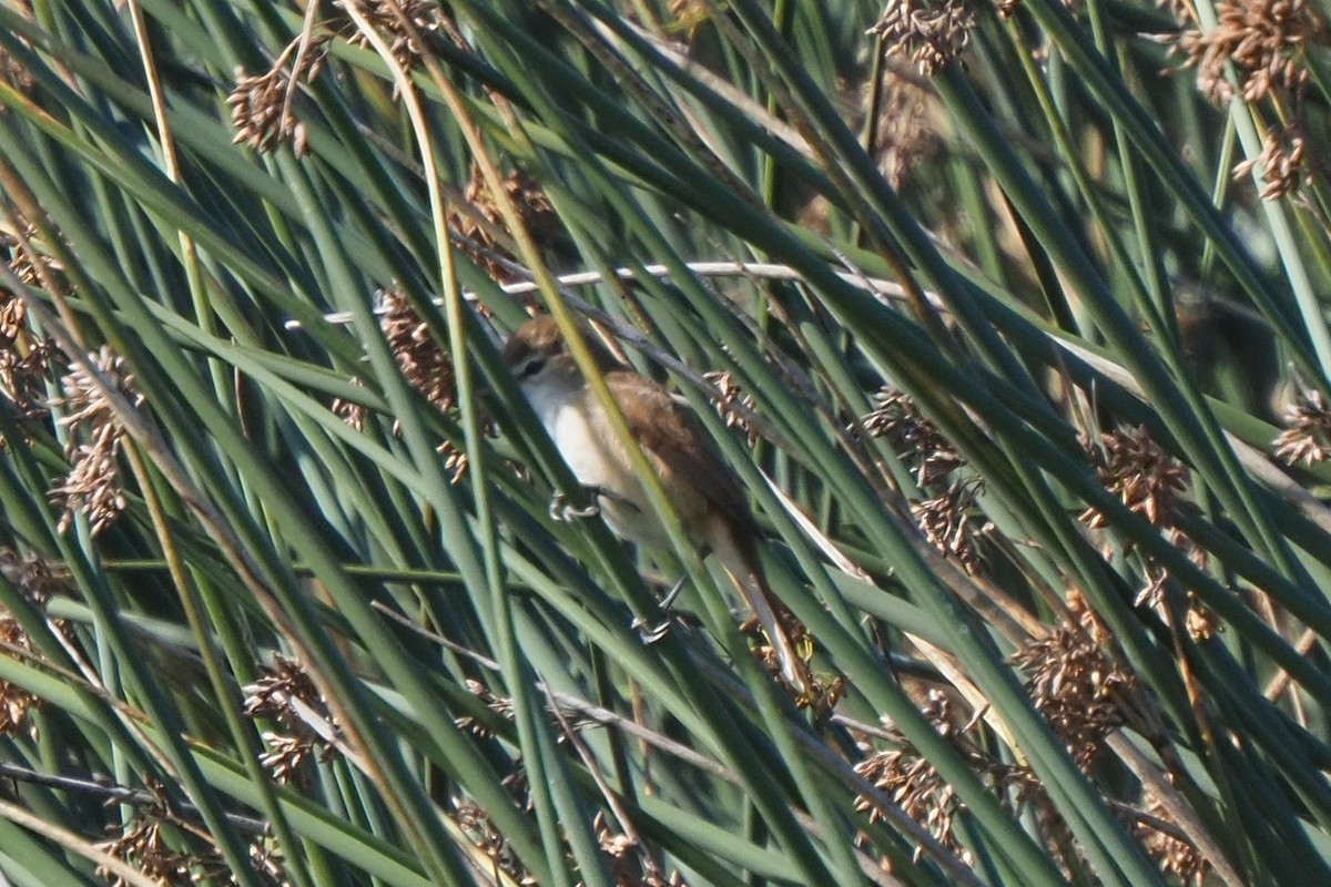 Common Reed Warbler - ML621242740