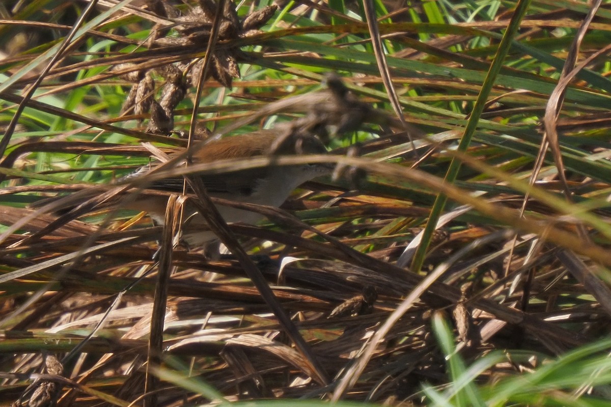 Common Reed Warbler - ML621242741