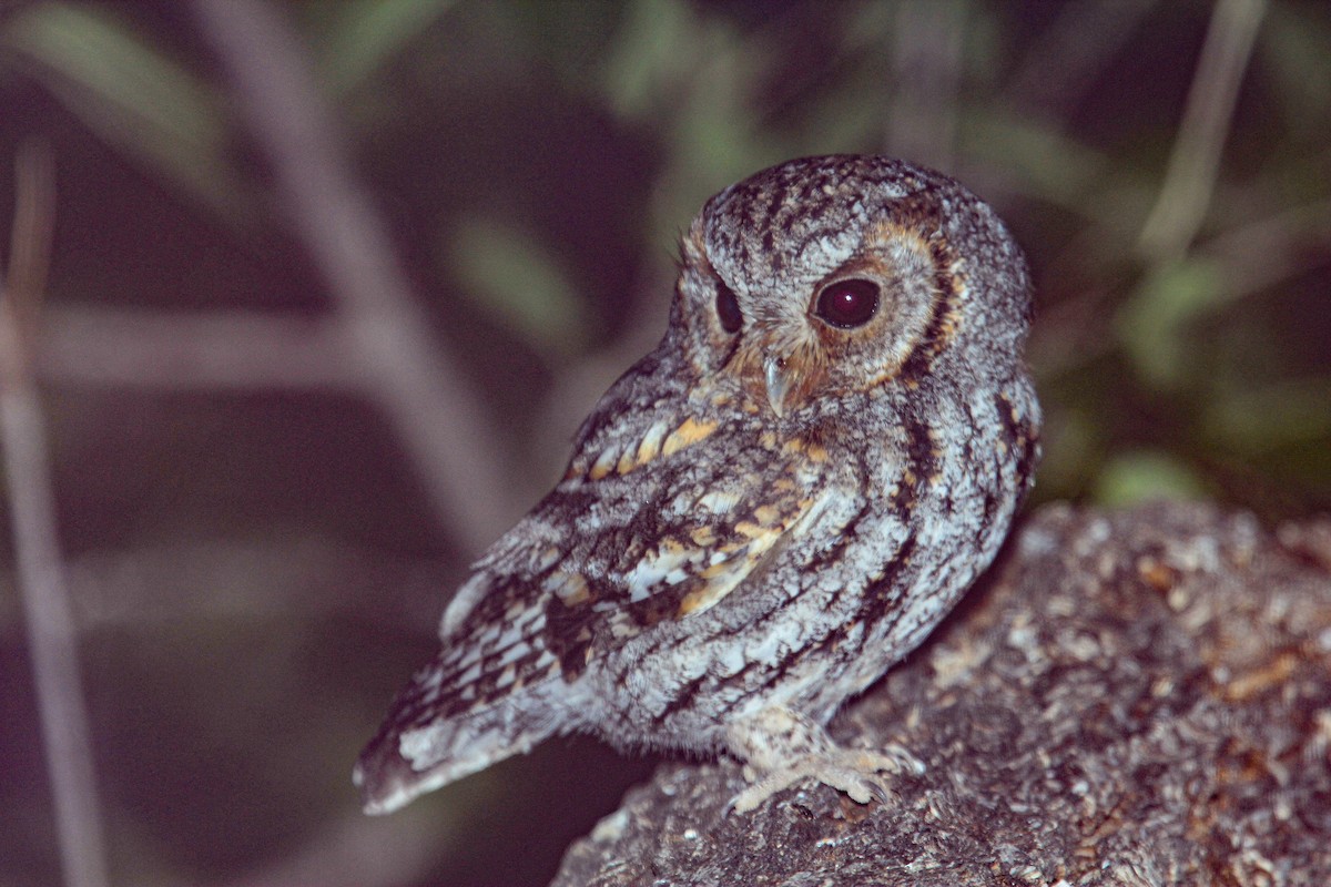 Flammulated Owl - ML621242743