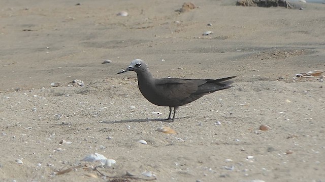 Lesser Noddy - ML621242745