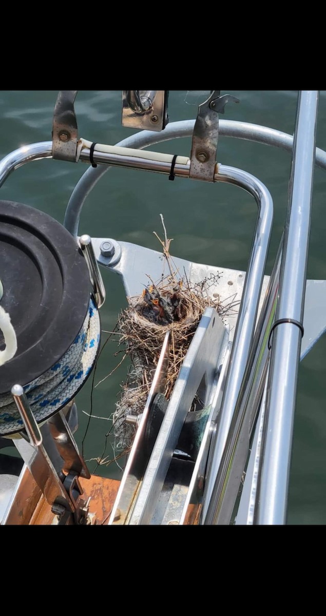 Eastern Kingbird - ML621242753