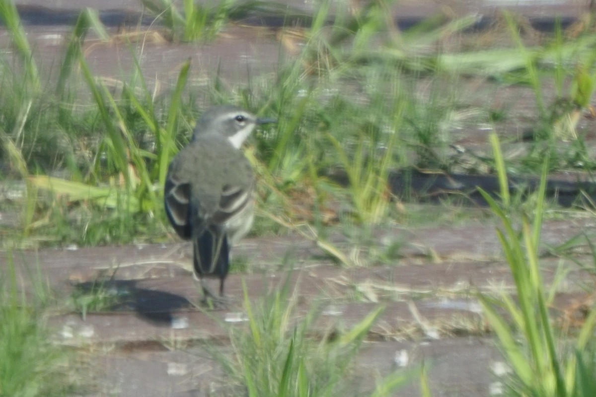 Cape Wagtail - ML621242840