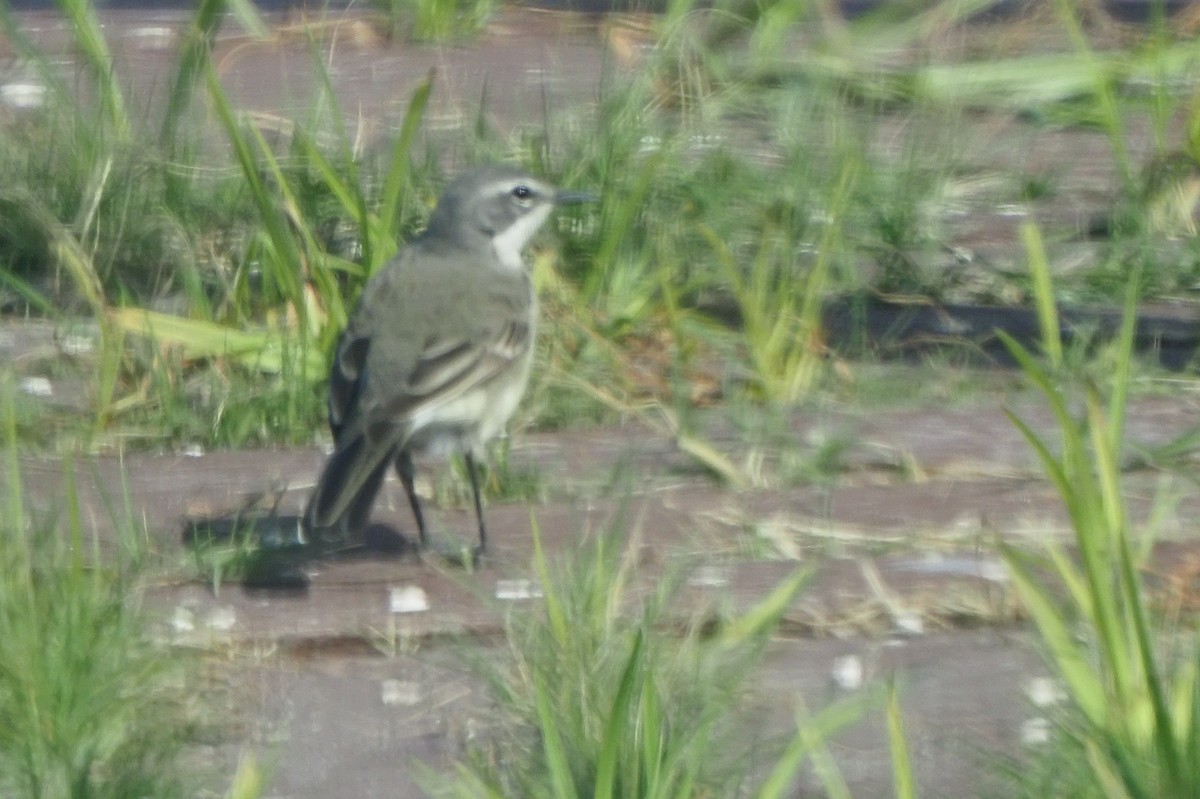 Cape Wagtail - ML621242841