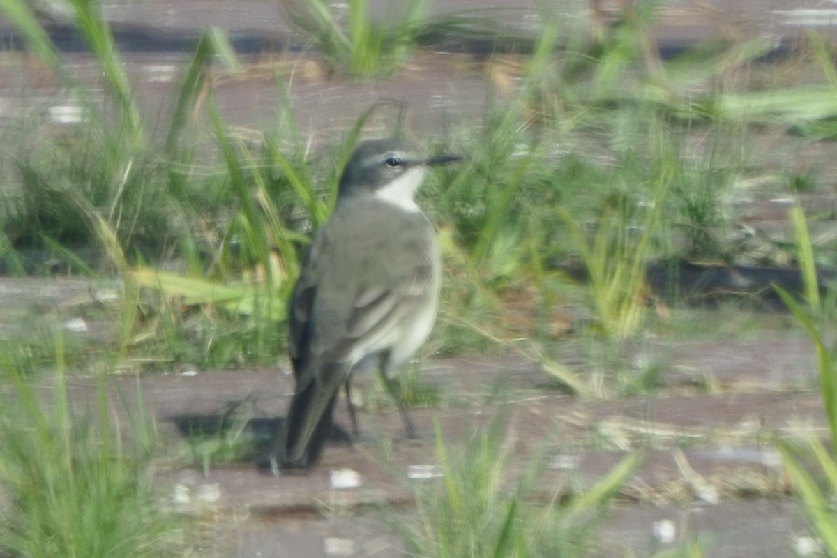 Cape Wagtail - ML621242842