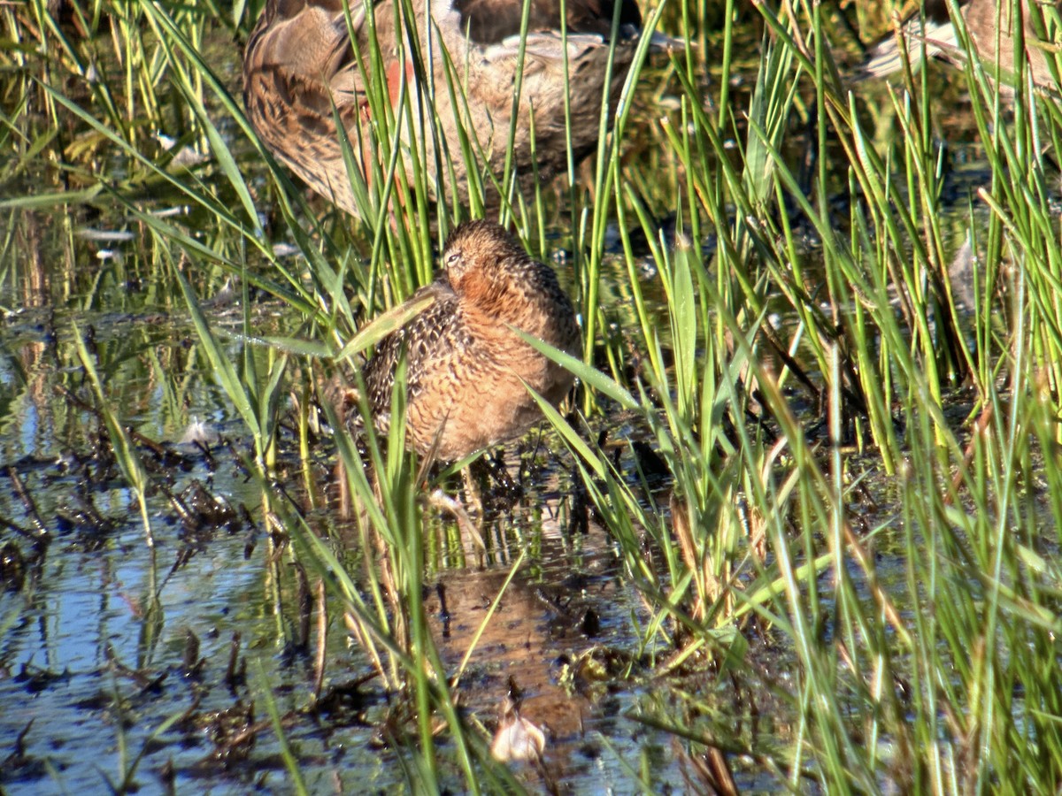 Long-billed Dowitcher - ML621242866