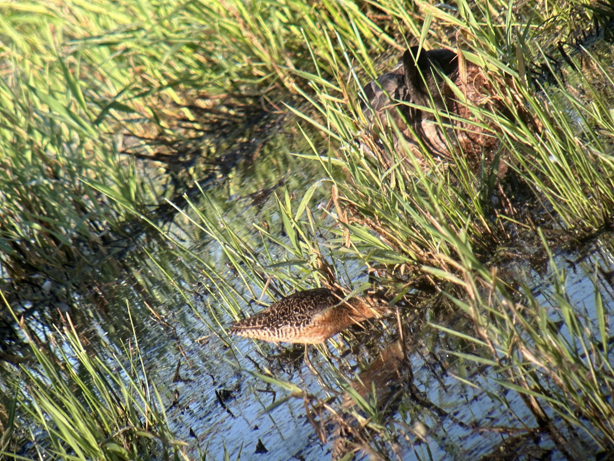 Long-billed Dowitcher - ML621242867