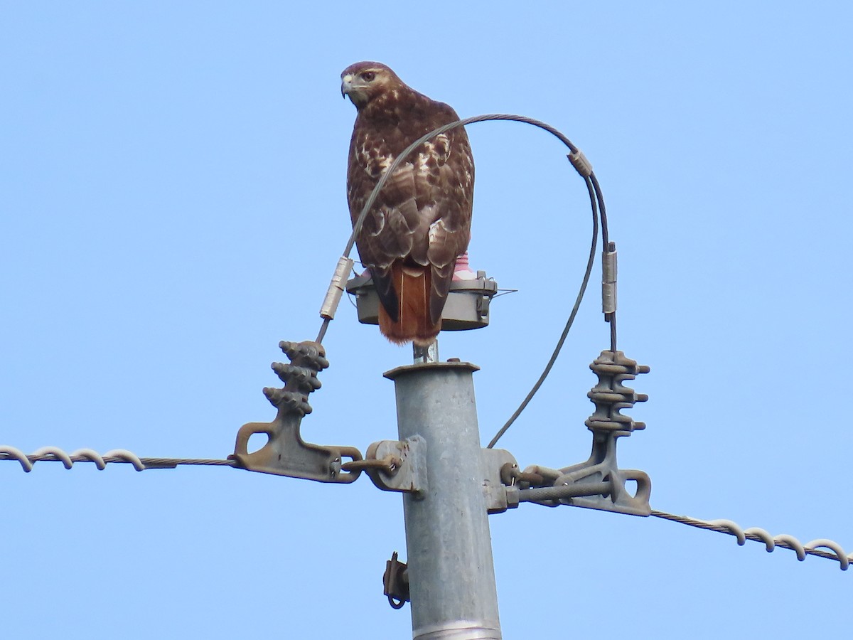 Red-tailed Hawk - ML621242877
