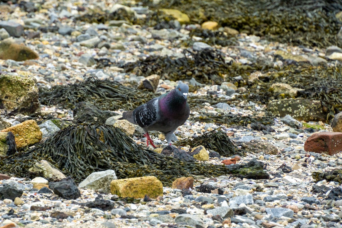 Rock Pigeon (Feral Pigeon) - ML621242880