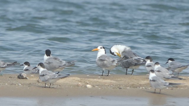 Great Crested Tern - ML621242901