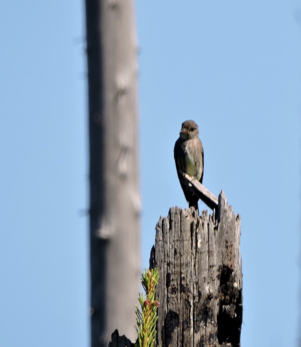 Olive-sided Flycatcher - ML621242917