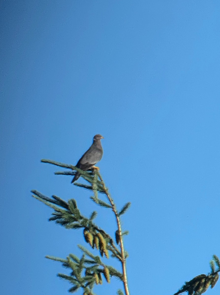 Band-tailed Pigeon - ML621242937