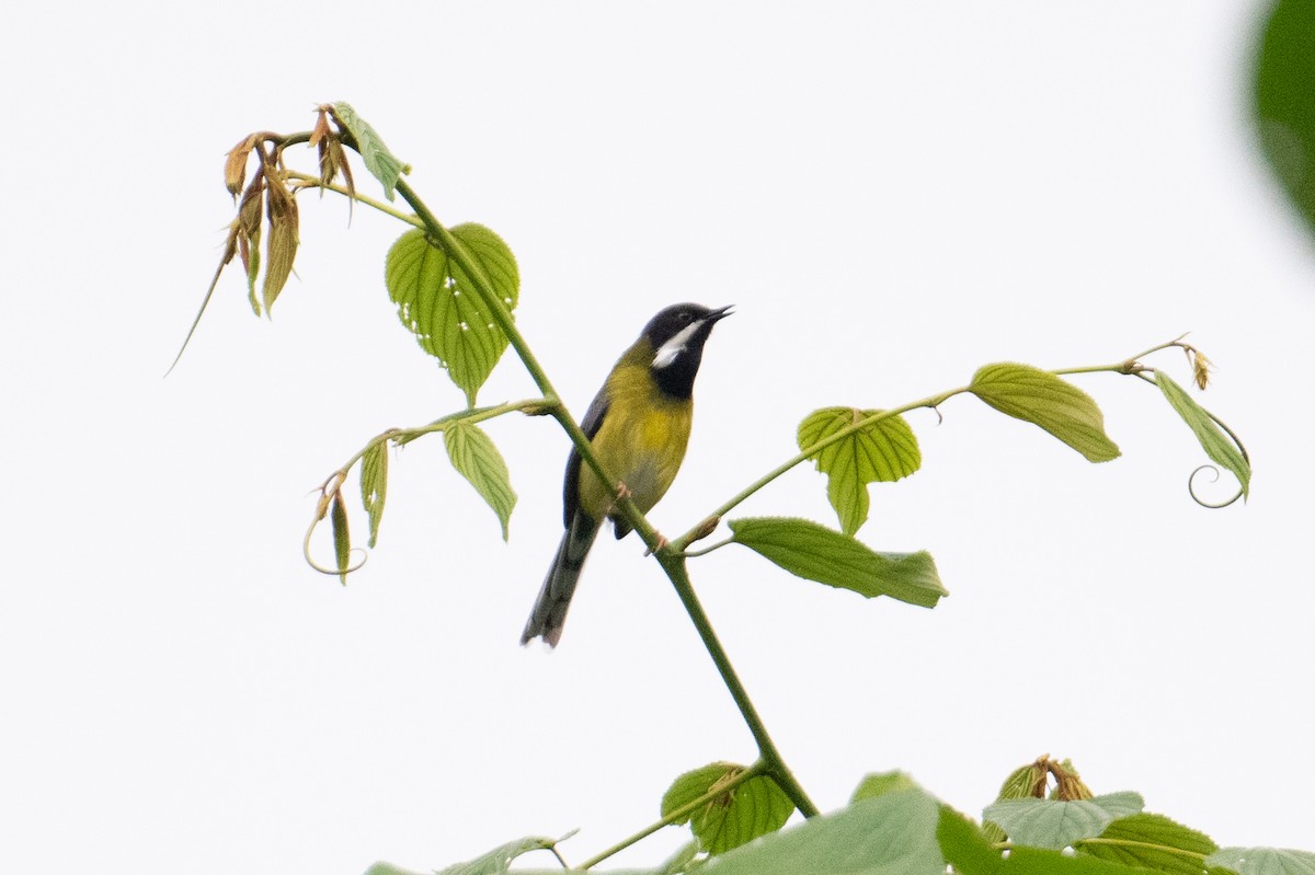 Black-throated Apalis - ML621243033