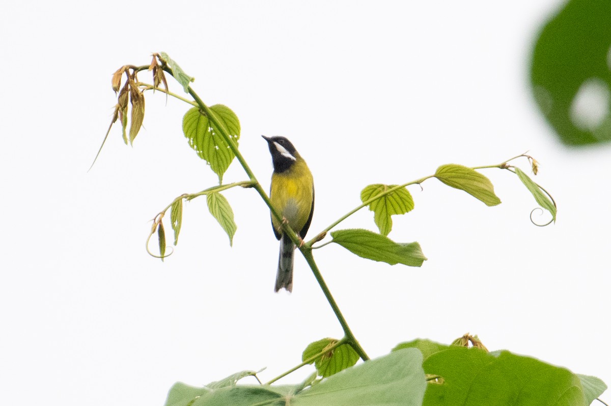 Black-throated Apalis - ML621243034