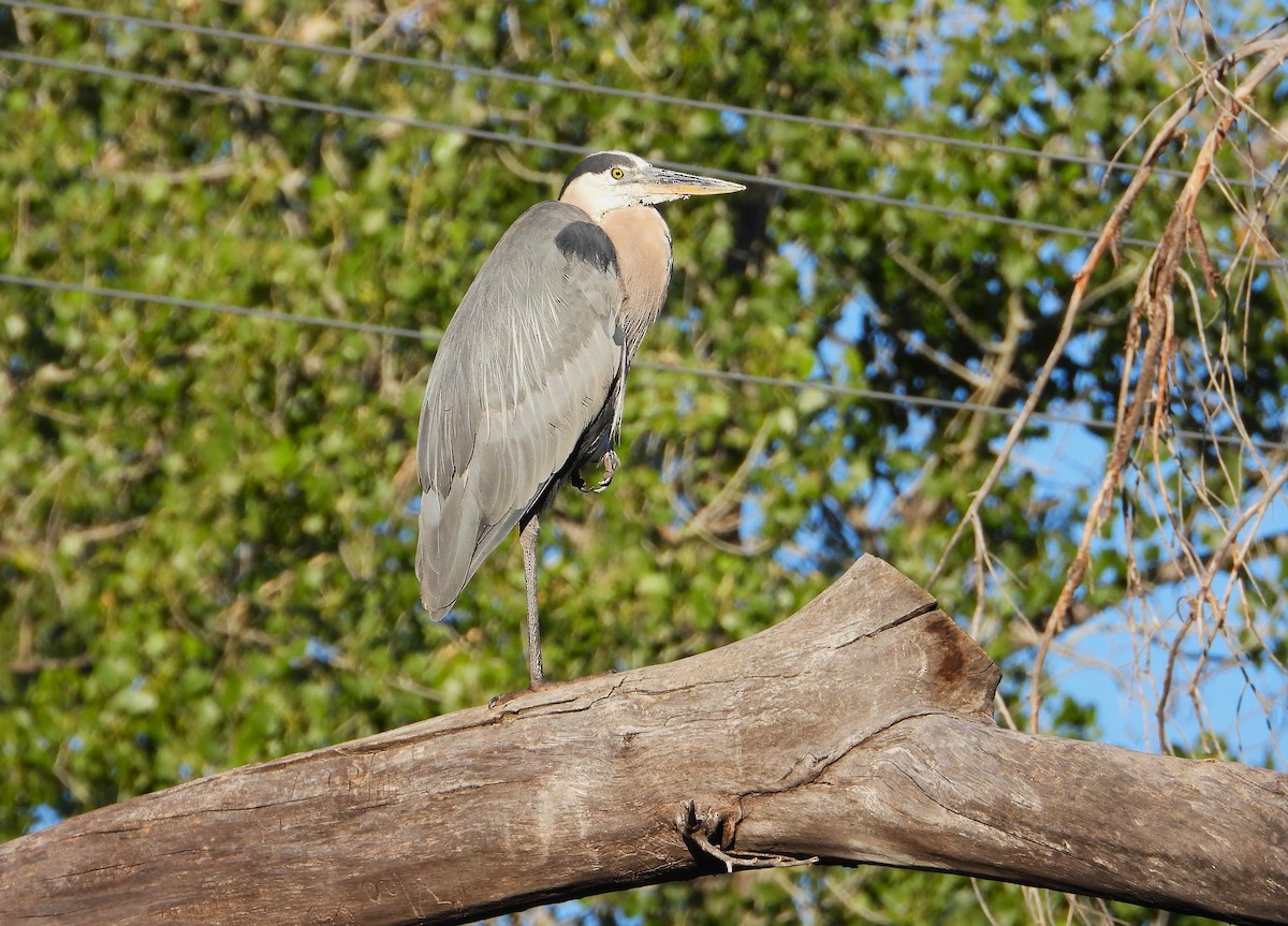 Great Blue Heron - ML621243044