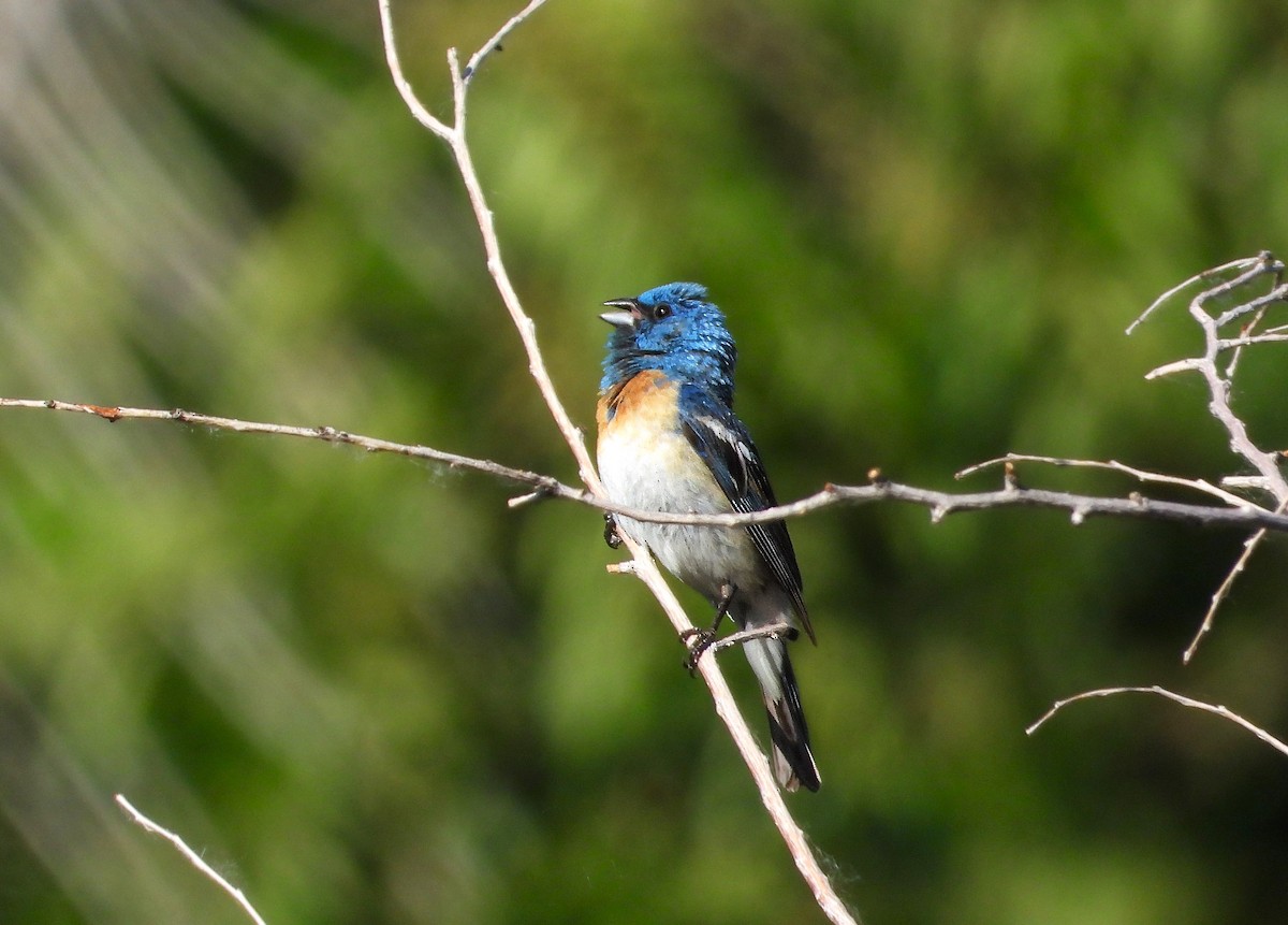 Lazuli Bunting - ML621243060