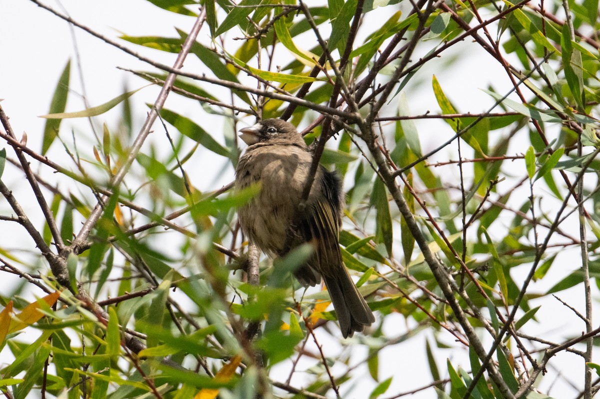 Thick-billed Seedeater - ML621243077