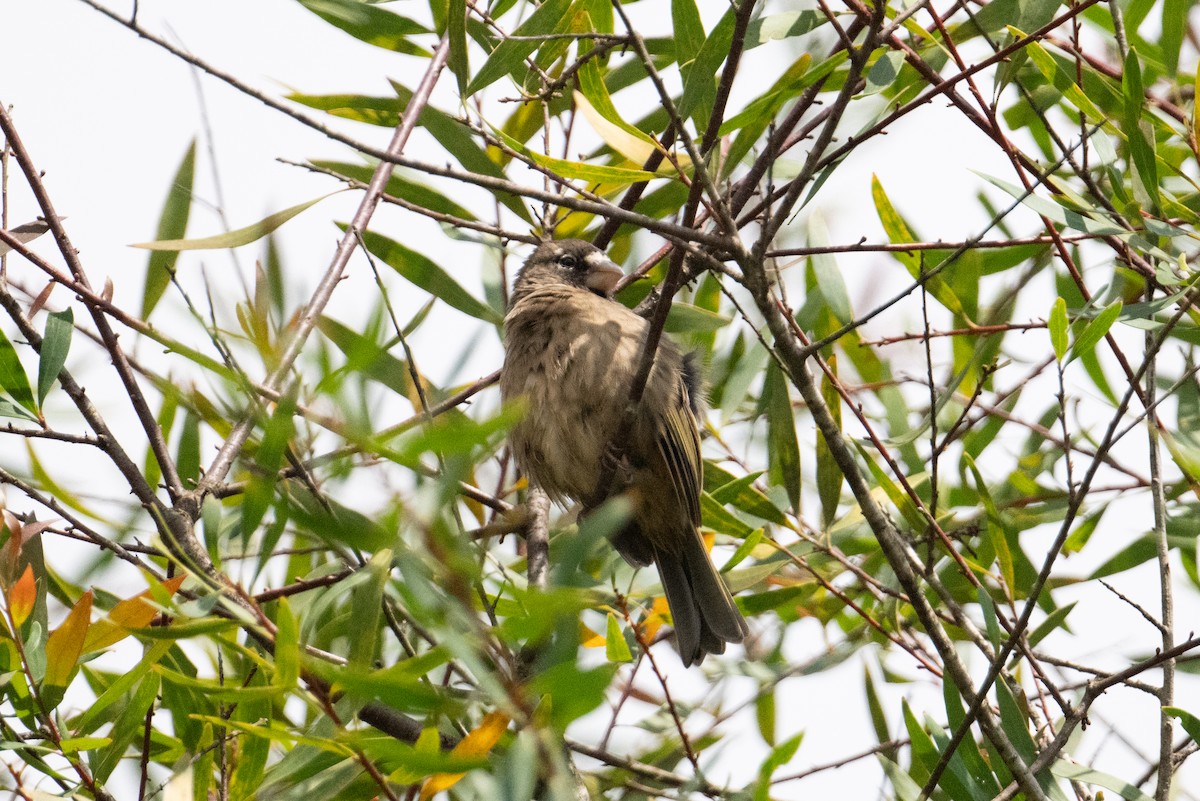 Thick-billed Seedeater - ML621243078