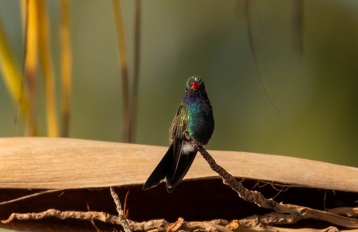 Turquoise-crowned Hummingbird - ML621243147