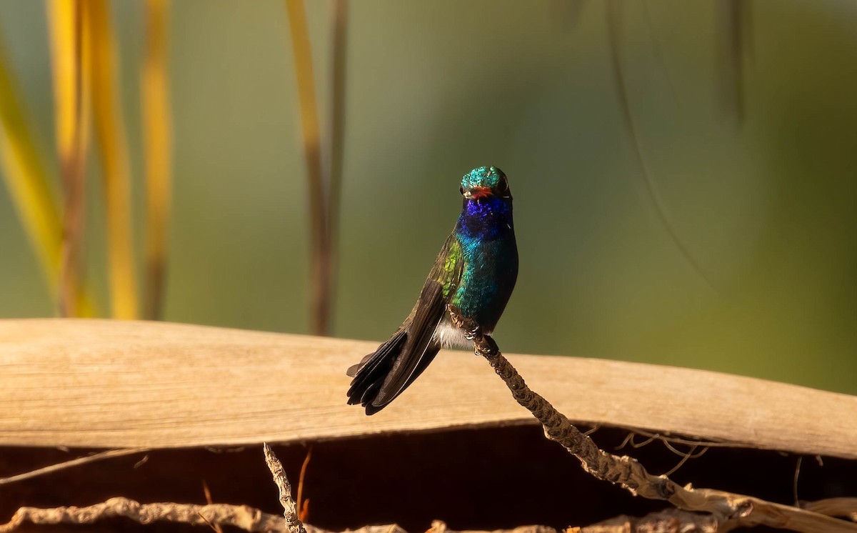 Turquoise-crowned Hummingbird - ML621243148