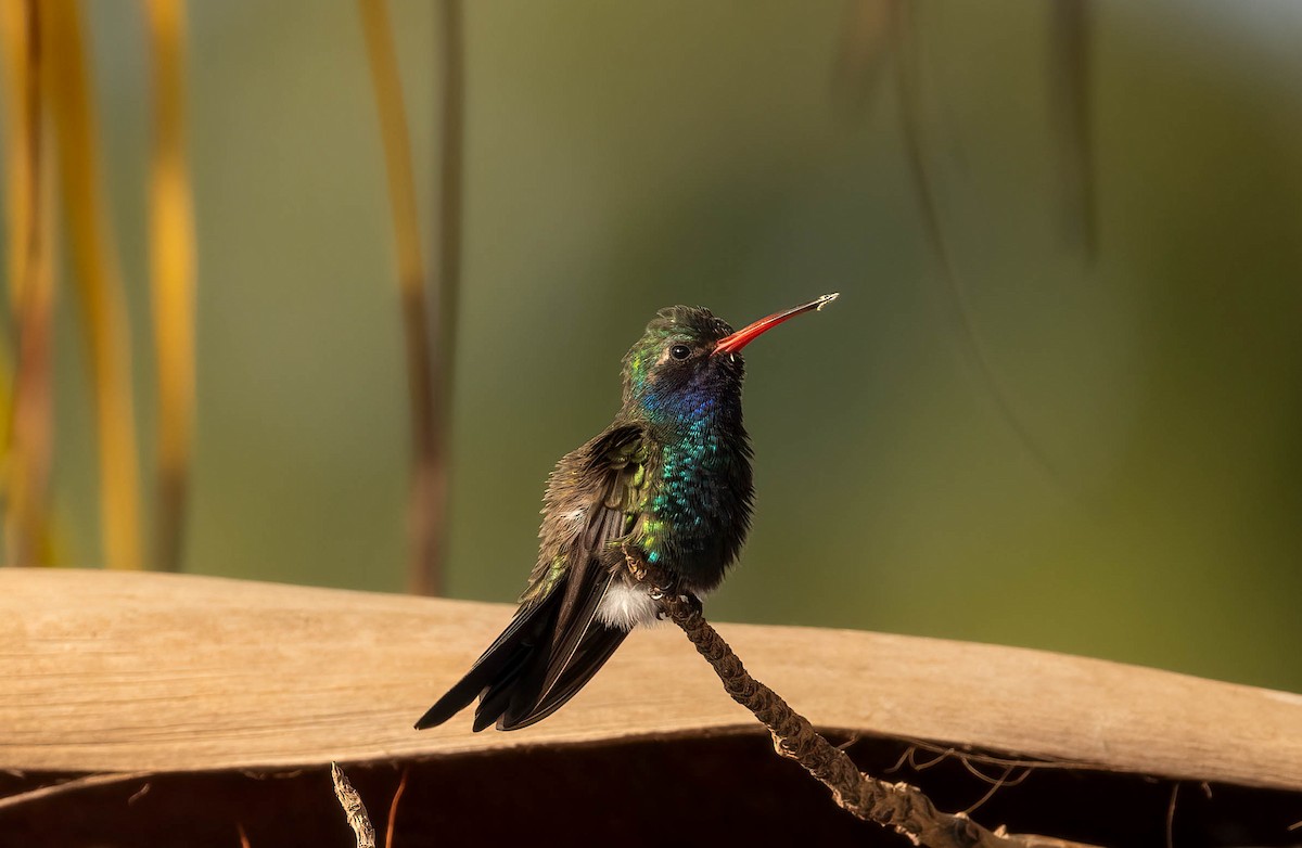 kolibřík aztécký - ML621243149