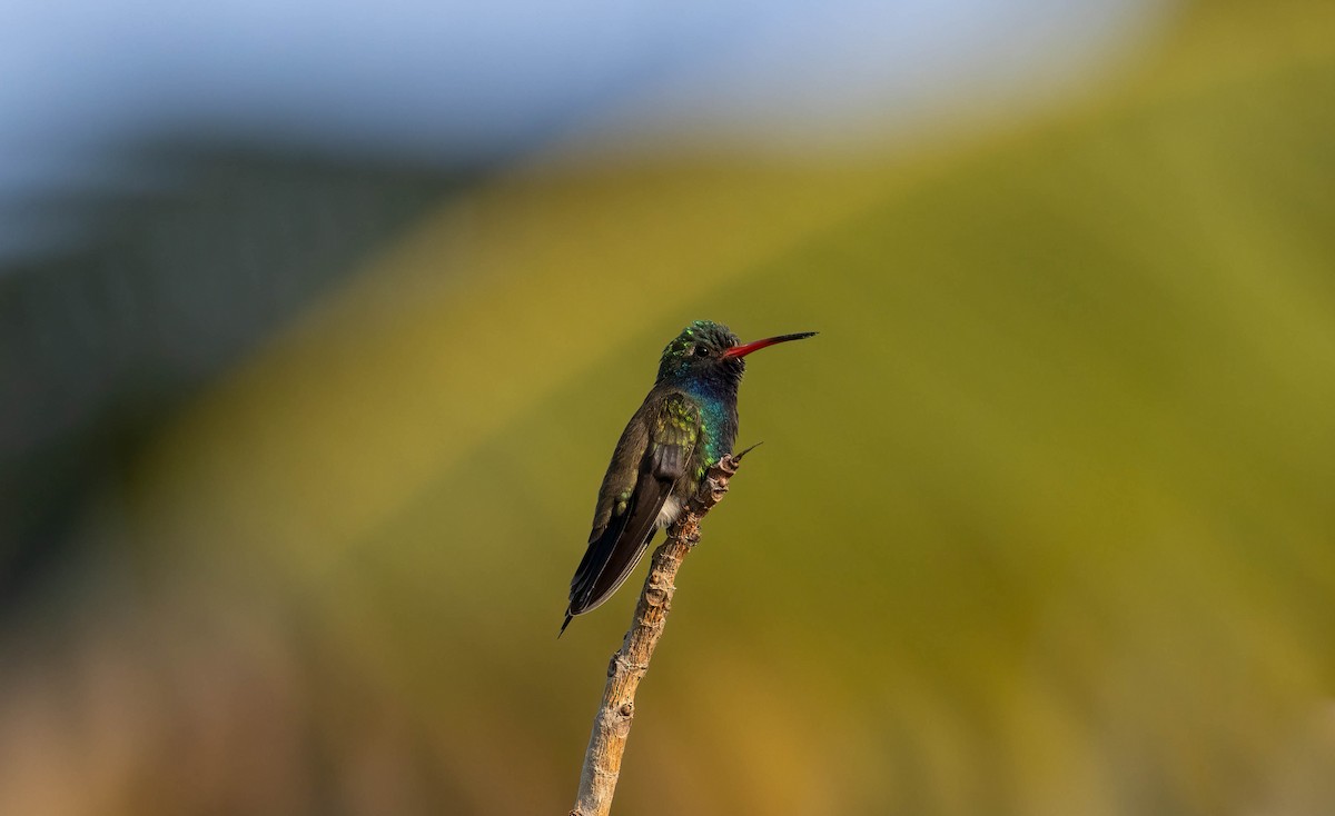 Turquoise-crowned Hummingbird - ML621243150