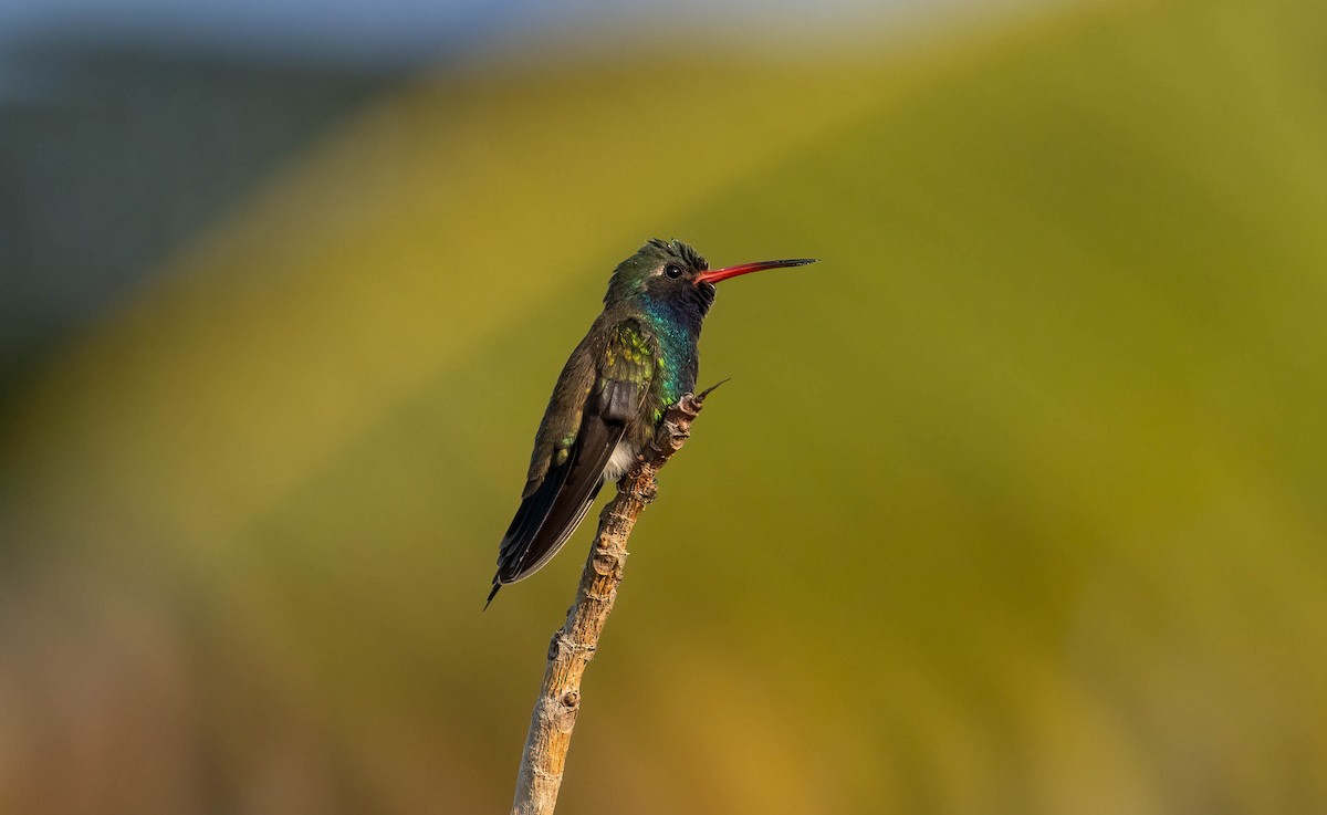 Turquoise-crowned Hummingbird - ML621243151