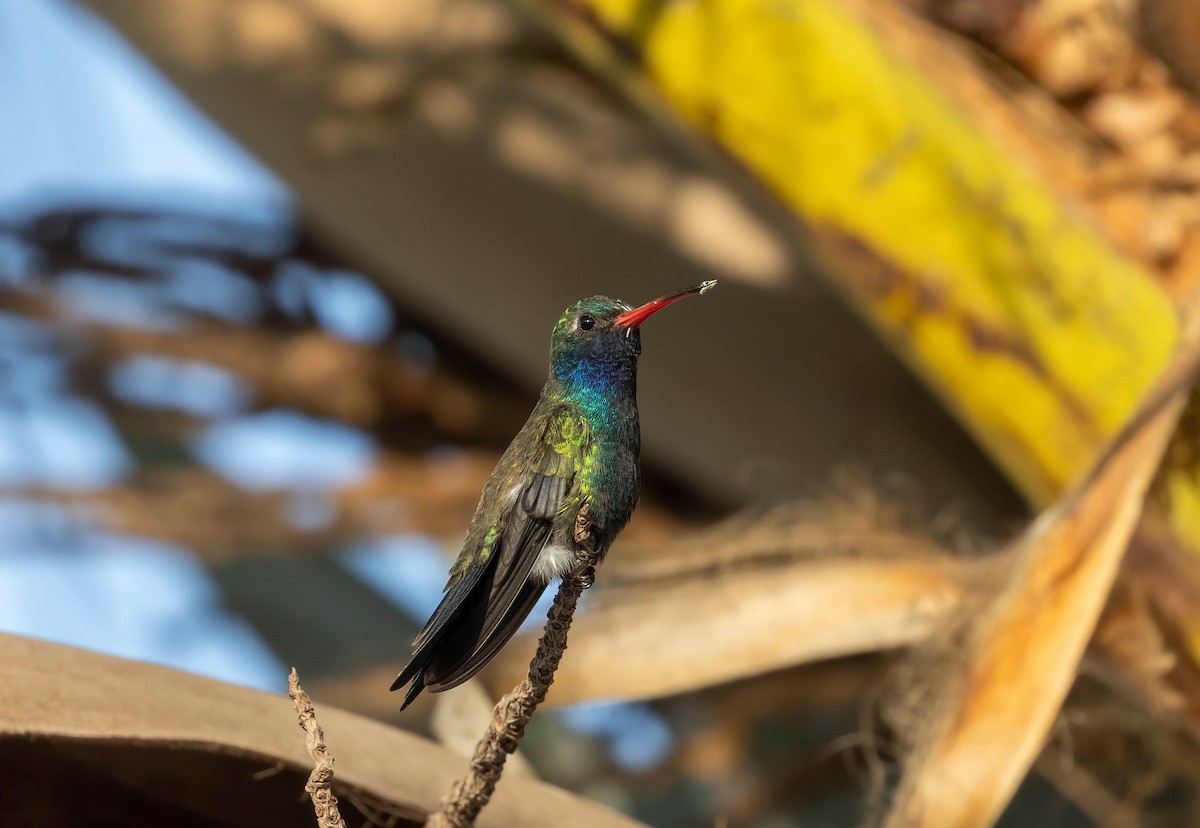 Turquoise-crowned Hummingbird - ML621243152