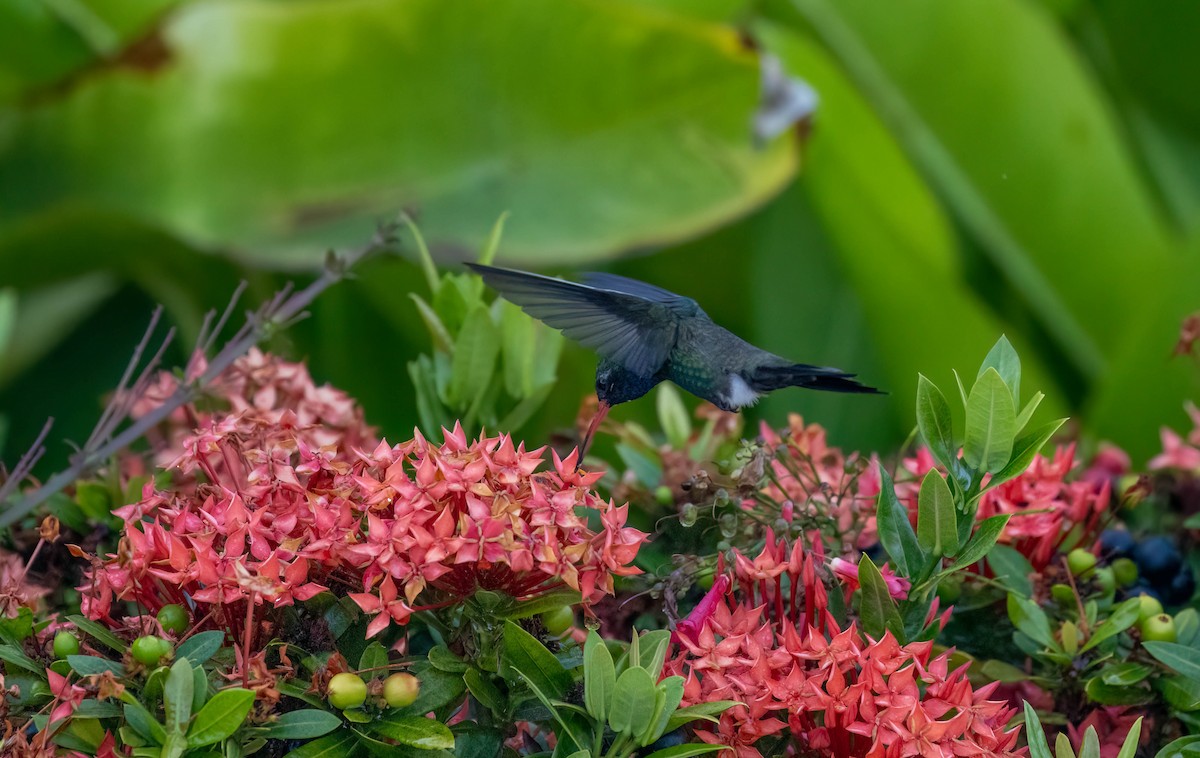 Turquoise-crowned Hummingbird - ML621243153