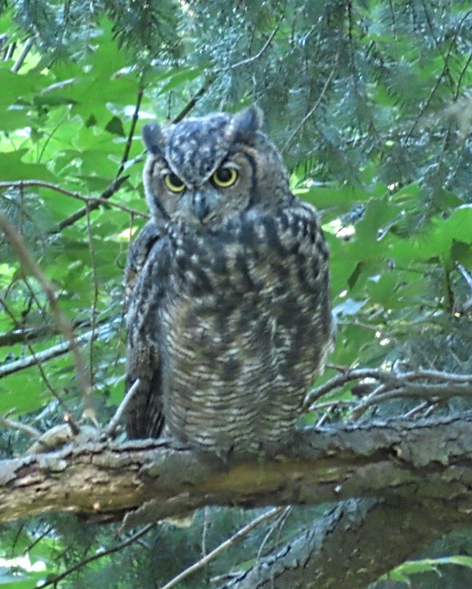 Great Horned Owl - ML621243171