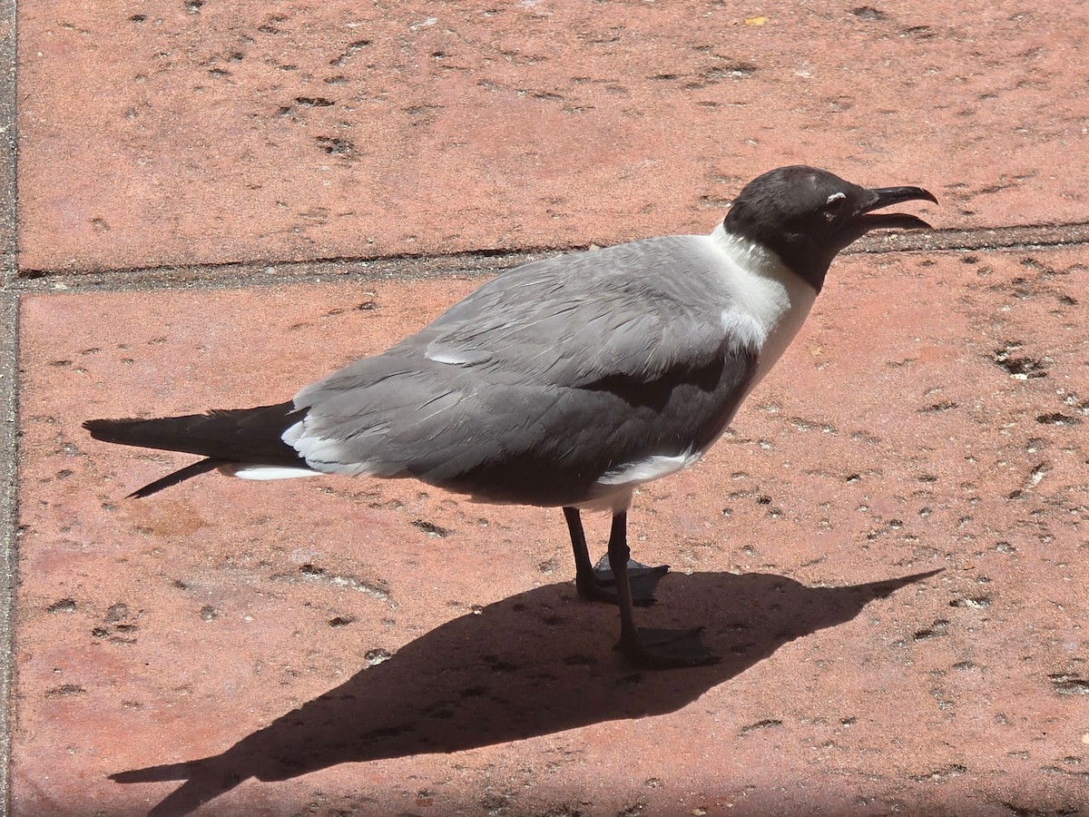 Mouette atricille - ML621243200