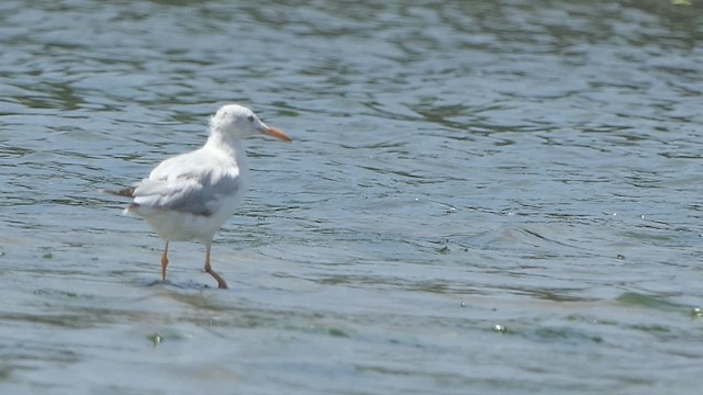 Slender-billed Gull - ML621243226