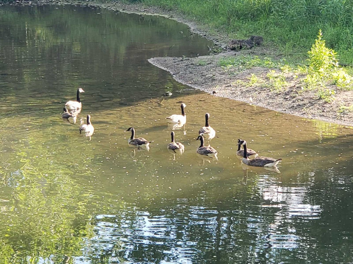 Canada Goose - ML621243247