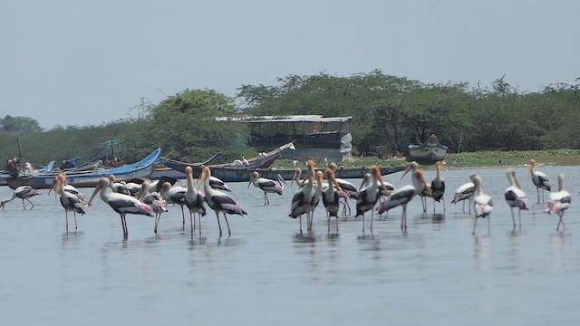 Painted Stork - ML621243266