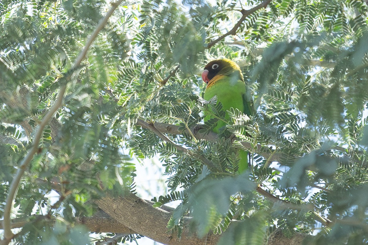 agapornis hnědohlavý - ML621243282