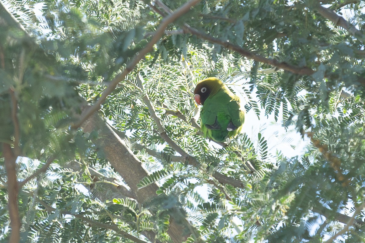 Black-cheeked Lovebird - ML621243283