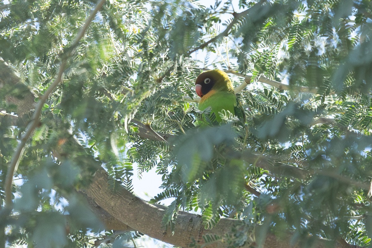 Black-cheeked Lovebird - ML621243284