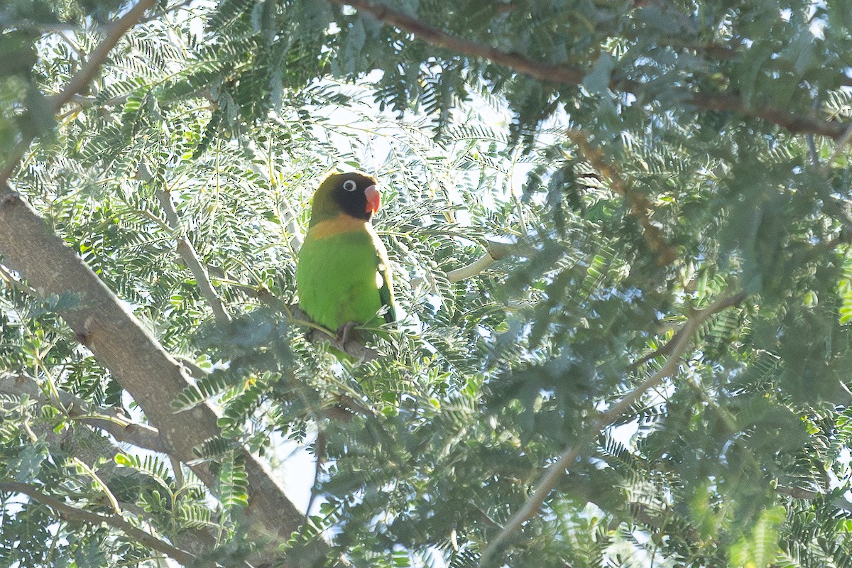 Black-cheeked Lovebird - ML621243285