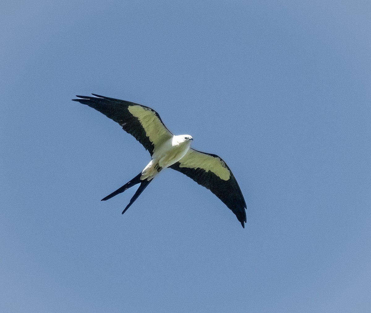 Swallow-tailed Kite - ML621243295