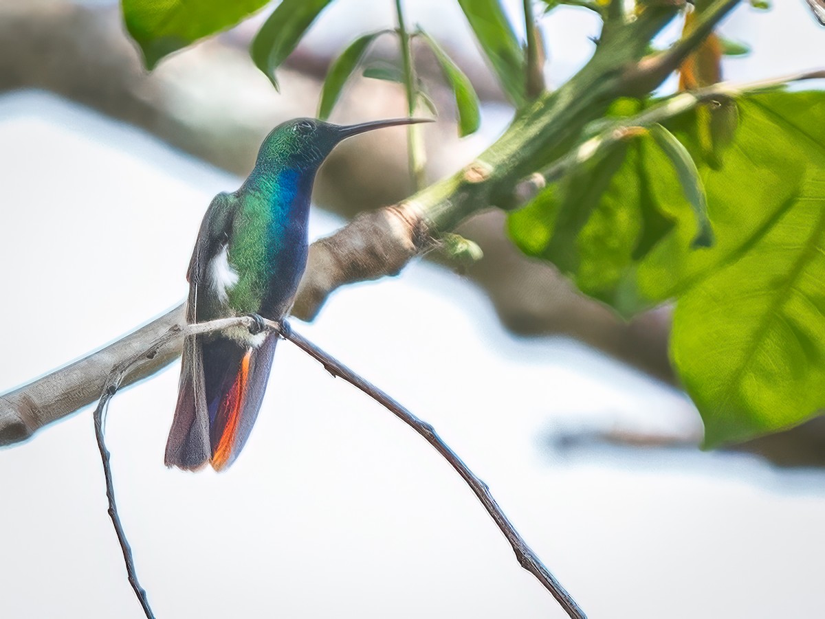 kolibřík panamský - ML621243299
