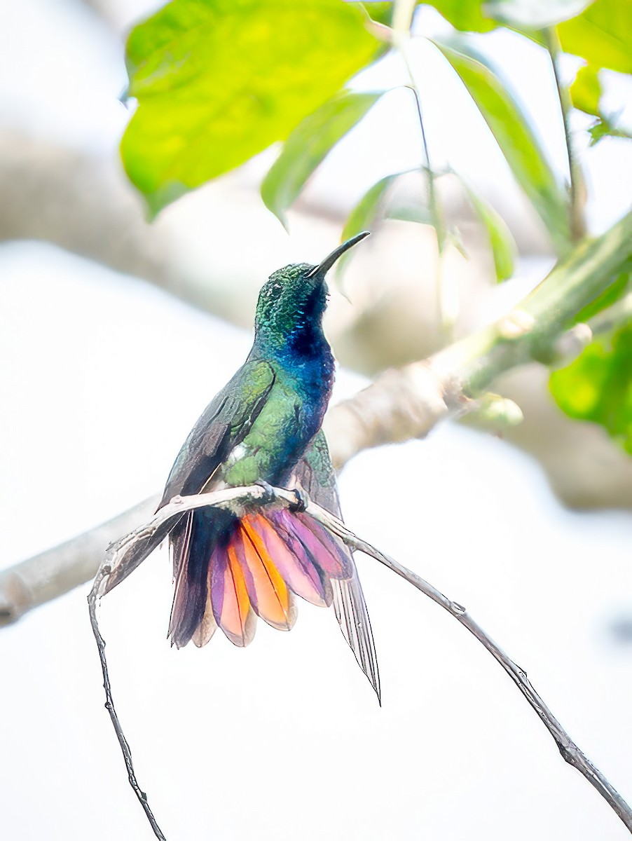 kolibřík panamský - ML621243301