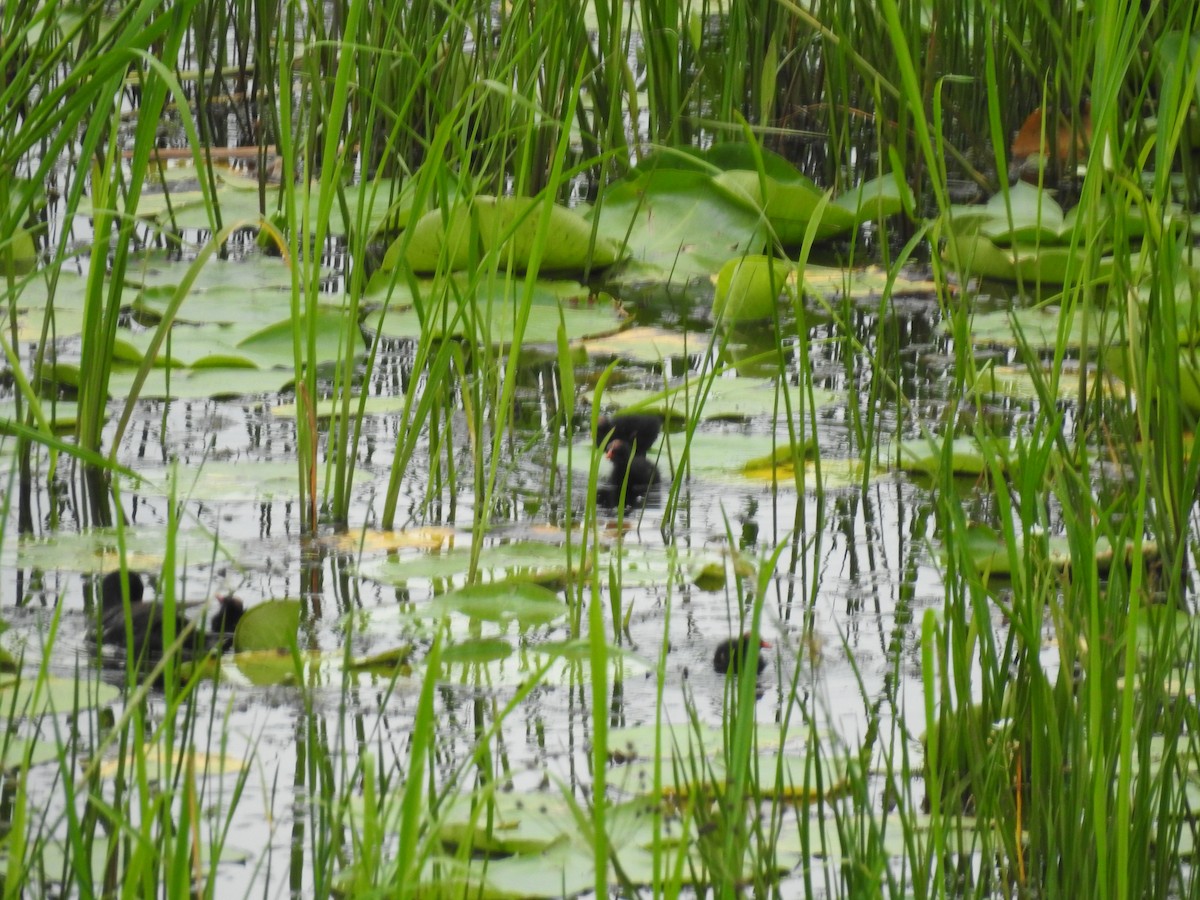 Common Gallinule - ML621243320